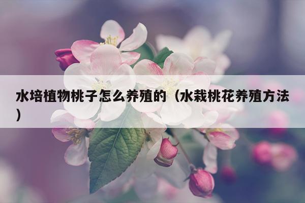 水培植物桃子怎么养殖的（水栽桃花养殖方法）