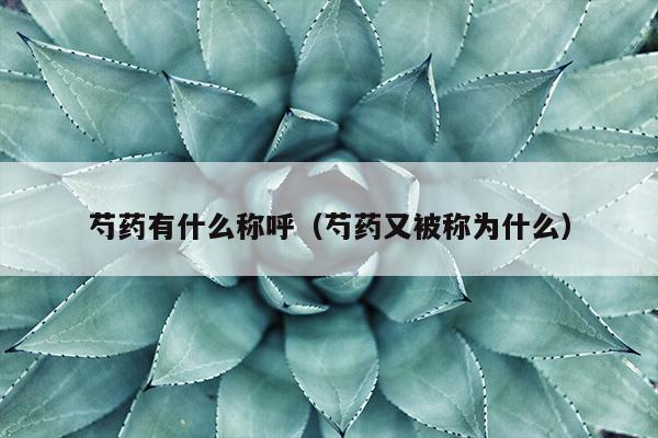 芍药有什么称呼（芍药又被称为什么）