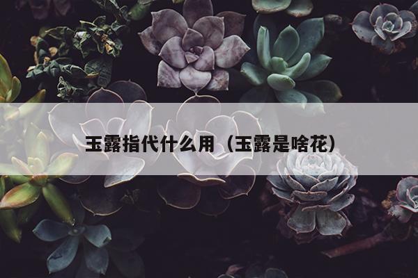 玉露指代什么用（玉露是啥花）