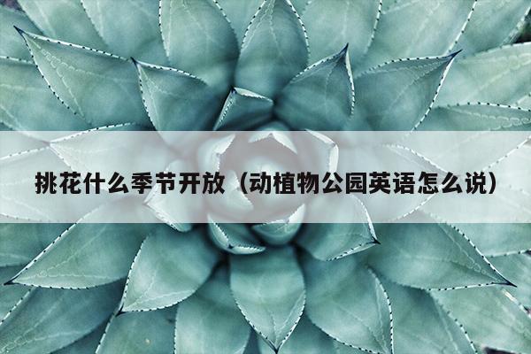 挑花什么季节开放（动植物公园英语怎么说）