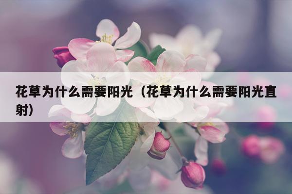 花草为什么需要阳光（花草为什么需要阳光直射）