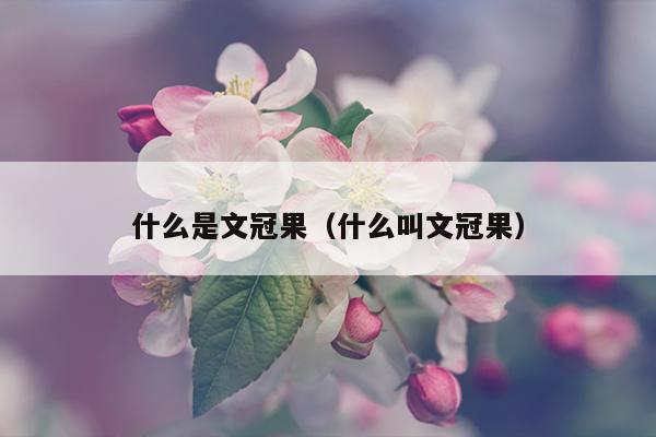 什么是文冠果（什么叫文冠果）