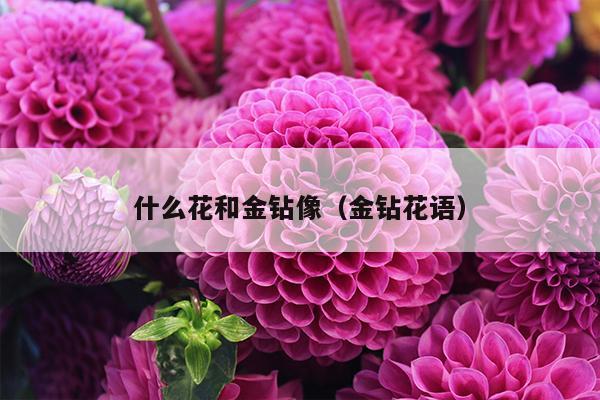 什么花和金钻像（金钻花语）