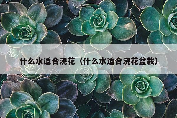 什么水适合浇花（什么水适合浇花盆栽）