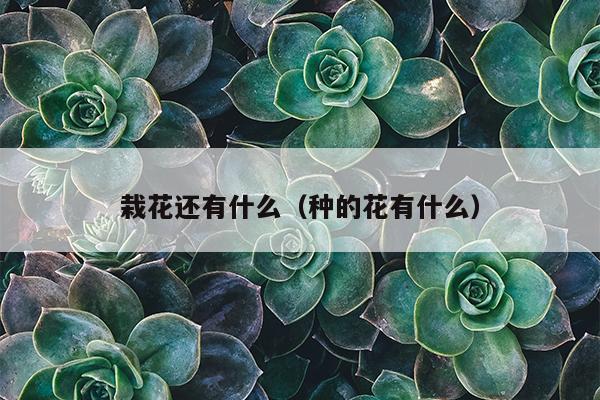 栽花还有什么（种的花有什么）