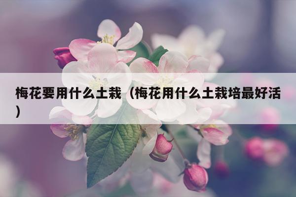 梅花要用什么土栽（梅花用什么土栽培最好活）