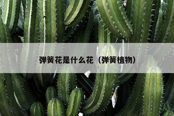 弹簧花是什么花（弹簧植物）