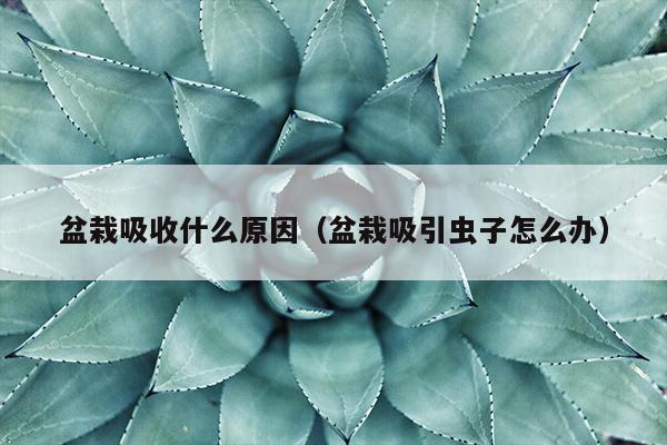 盆栽吸收什么原因（盆栽吸引虫子怎么办）