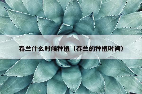 春兰什么时候种植（春兰的种植时间）