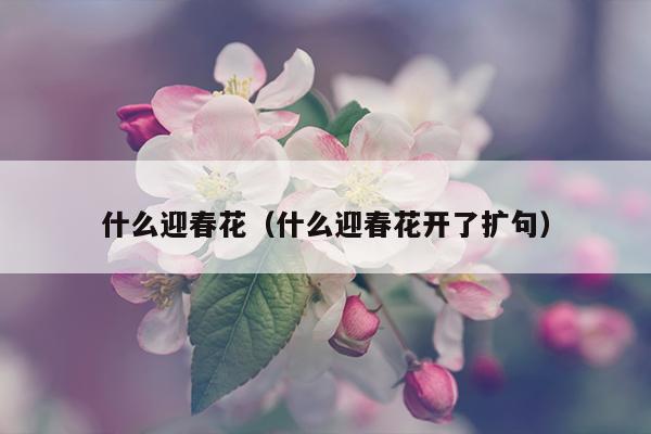 什么迎春花（什么迎春花开了扩句）