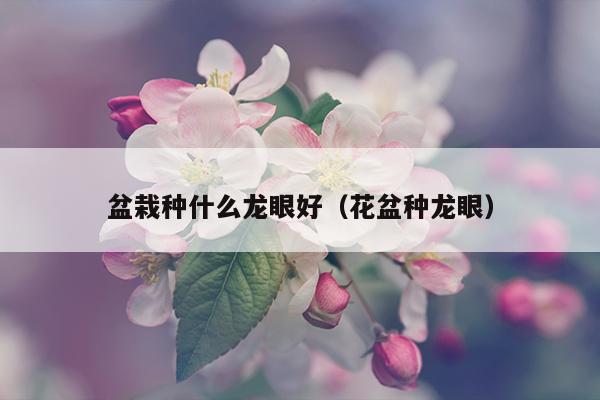 盆栽种什么龙眼好（花盆种龙眼）