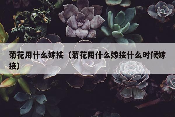 菊花用什么嫁接（菊花用什么嫁接什么时候嫁接）