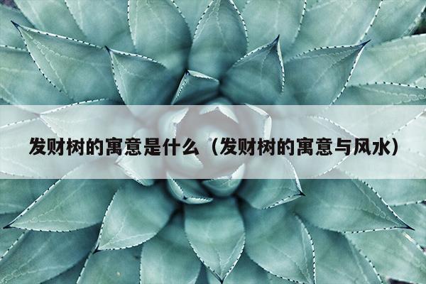 发财树的寓意是什么（发财树的寓意与风水）