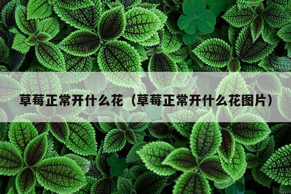 草莓正常开什么花（草莓正常开什么花图片）