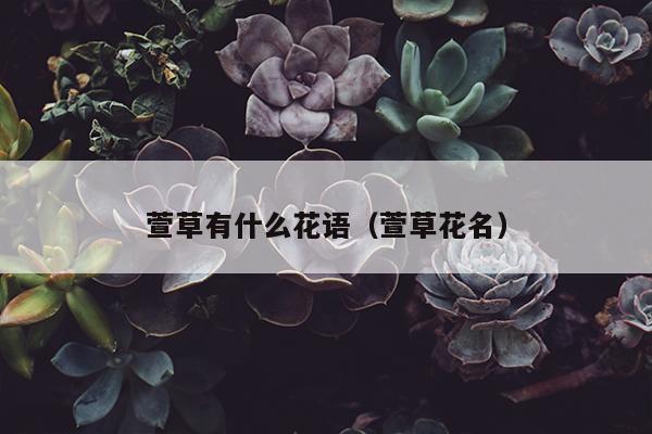 萱草有什么花语（萱草花名）