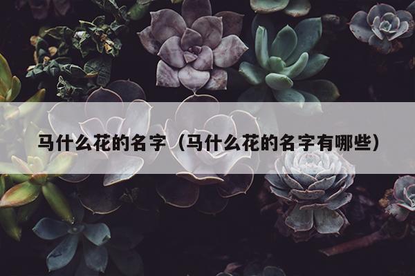 马什么花的名字（马什么花的名字有哪些）