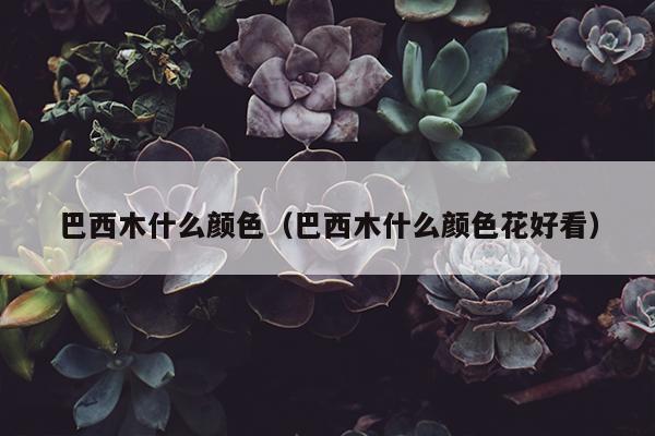 巴西木什么颜色（巴西木什么颜色花好看）