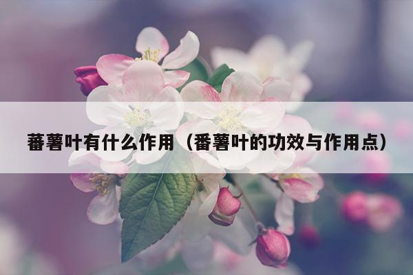 蕃薯叶有什么作用（番薯叶的功效与作用点）