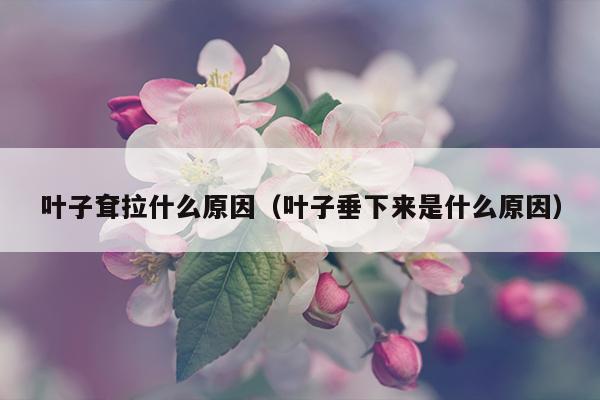 叶子耷拉什么原因（叶子垂下来是什么原因）