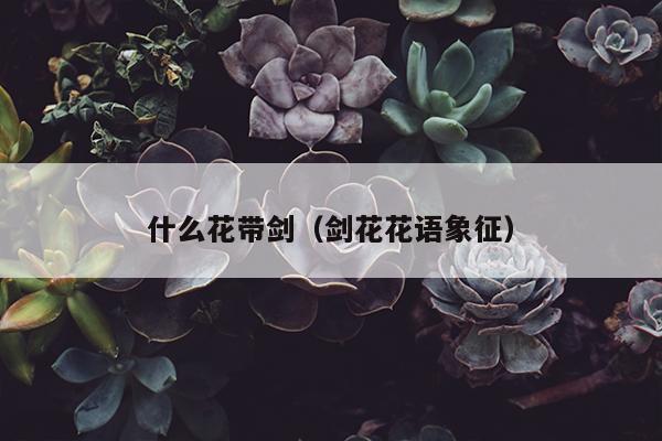 什么花带剑（剑花花语象征）