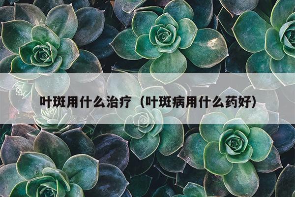 叶斑用什么治疗（叶斑病用什么药好）