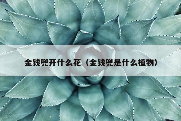 金钱兜开什么花（金钱兜是什么植物）