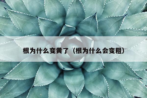 根为什么变黄了（根为什么会变粗）