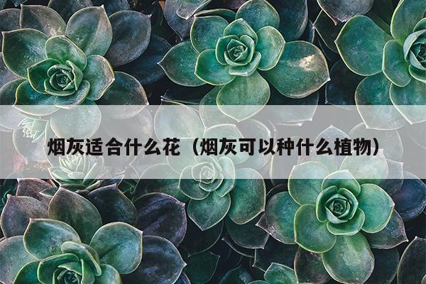 烟灰适合什么花（烟灰可以种什么植物）