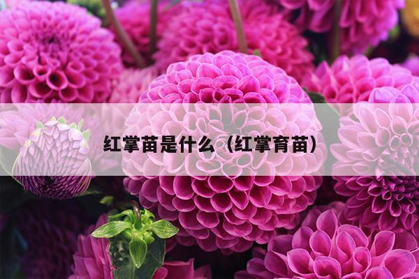 红掌苗是什么（红掌育苗）