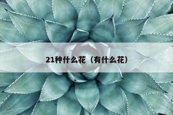 21种什么花（有什么花）