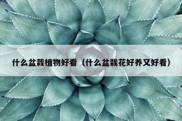 什么盆栽植物好看（什么盆栽花好养又好看）