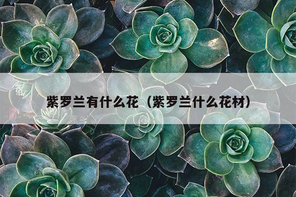 紫罗兰有什么花（紫罗兰什么花材）