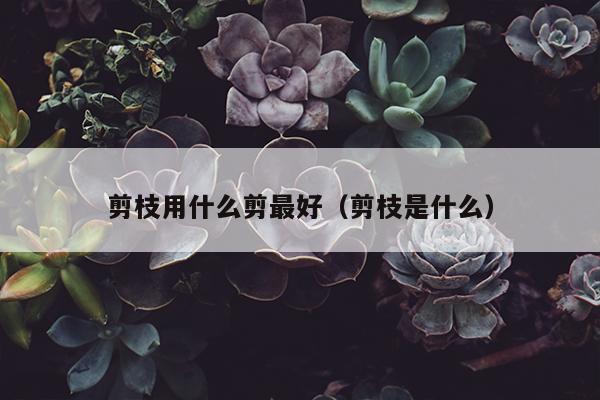 剪枝用什么剪最好（剪枝是什么）