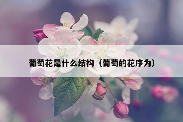 葡萄花是什么结构（葡萄的花序为）