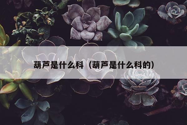 葫芦是什么科（葫芦是什么科的）