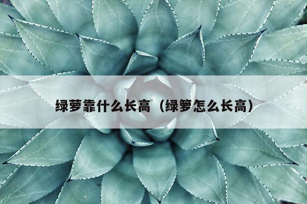 绿萝靠什么长高（绿箩怎么长高）