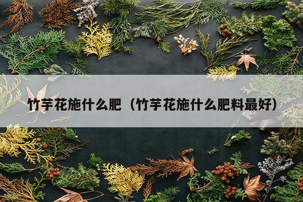 竹芋花施什么肥（竹芋花施什么肥料最好）