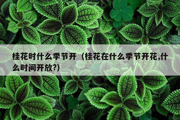 桂花时什么季节开（桂花在什么季节开花,什么时间开放?）