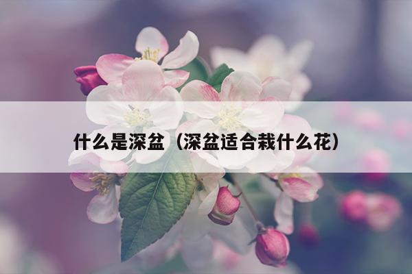 什么是深盆（深盆适合栽什么花）