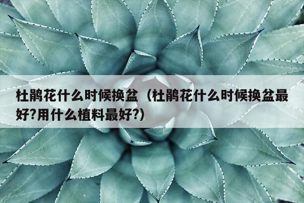 杜鹃花什么时候换盆（杜鹃花什么时候换盆最好?用什么植料最好?）