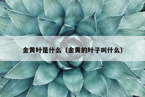 金黄叶是什么（金黄的叶子叫什么）