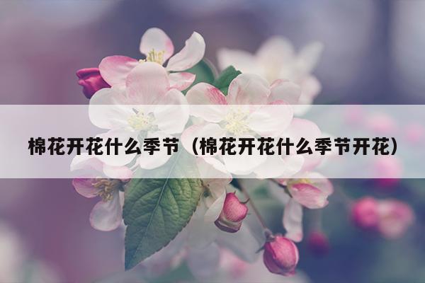 棉花开花什么季节（棉花开花什么季节开花）