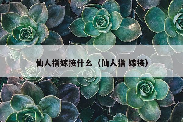 仙人指嫁接什么（仙人指 嫁接）