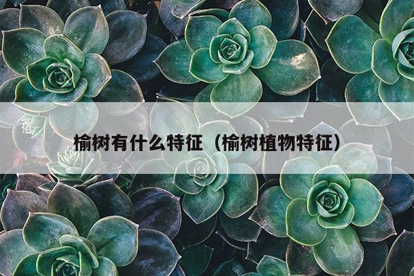 榆树有什么特征（榆树植物特征）