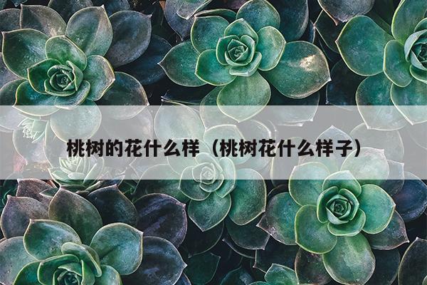 桃树的花什么样（桃树花什么样子）