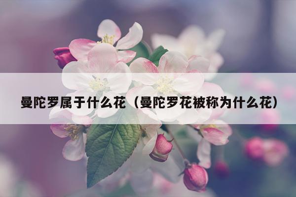 曼陀罗属于什么花（曼陀罗花被称为什么花）