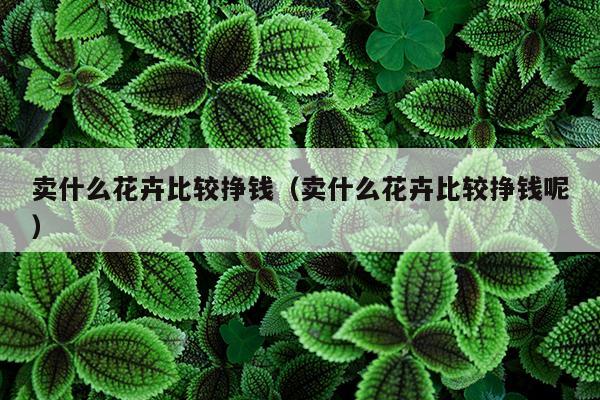 卖什么花卉比较挣钱（卖什么花卉比较挣钱呢）