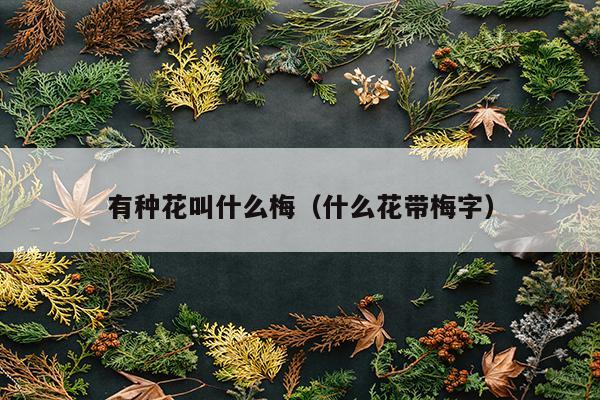 有种花叫什么梅（什么花带梅字）