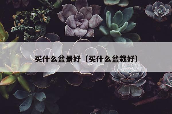 买什么盆景好（买什么盆栽好）