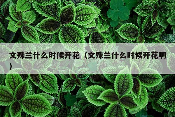 文殊兰什么时候开花（文殊兰什么时候开花啊）